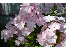 ����� ���� ������