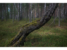 DSCF7113 1.jpg