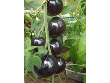 ����� ������