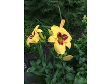 ����� ��