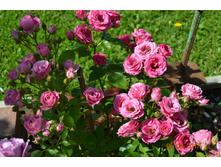 ����� �����