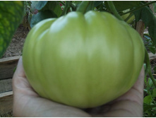 ����� ������