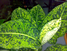 ����������� ���������