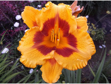 �������� ��������