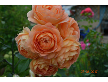 ���� �� �����