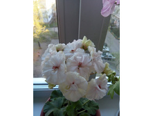 IMG 20170501 174002.jpg