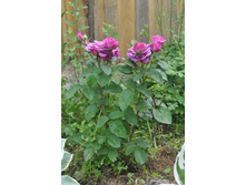 ����� ����