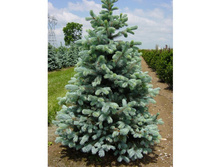 ��� ������� ������ 200-220�� 16000