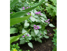 ��� 1001 ����