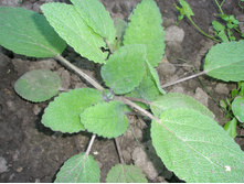 ������ ���������?.JPG