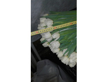 ���� ����