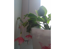 IMG 20170806 092533.jpg