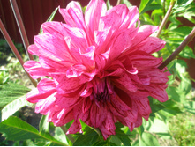 ������� No5 ������ ����.JPG