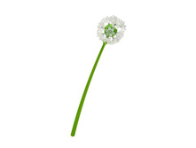 ��*��� ������*������ ������ Wish*pins_510 �_���� �� ����� 340 �!