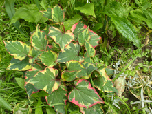 ����������� 071.jpg����������