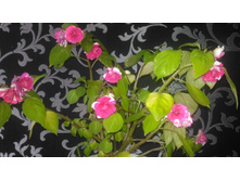 P 20170803 130750.jpg