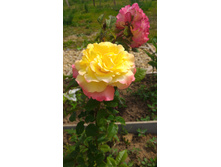 P 20160616 102402.jpg