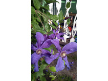 IMG 20170818 085205.jpg