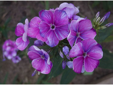 ����� ������ �����