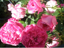 ������� �� �������?.JPG