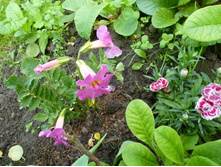 ����������� 039.jpg