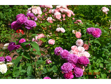 �������� � ����� ����