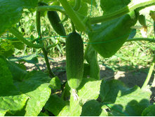 ������ "��������".JPG