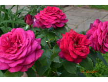 ������� �����