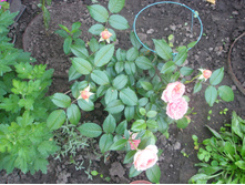 ���� Chipenndeil.JPG