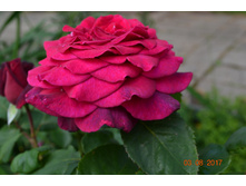 ������� �����