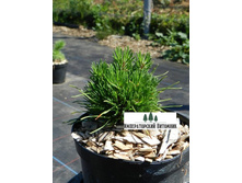 ����� ������ ������� �1  5-10 ��-80�