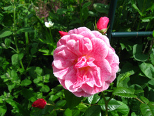 IMG 5377.JPG