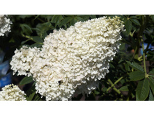 ����������� �����������