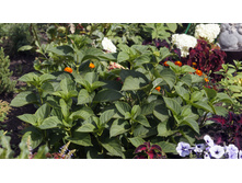 ������ �������