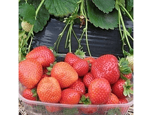 ��������� ����������, 50���..png