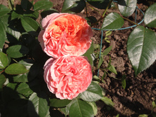 ���� Chipenndeil