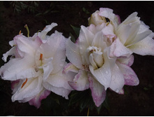 ����� ��������