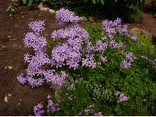 ��� 1001 ����