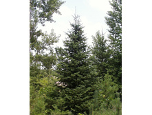 ����� �������������� 100-120�� ���/�����/�����  700�