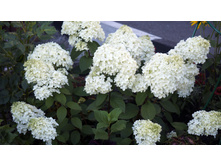 ������ �����