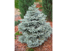 ��� ������� 'Glauca' Kaibab,Misty Blue 125 -150 ���/�����/����� 1400�