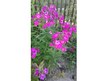 ����� ��������� �����