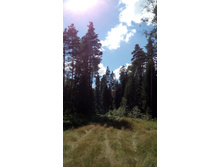 IMG 20170805 131218.jpg