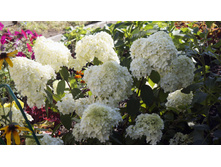 ������ �����