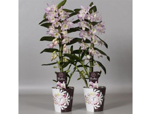 Dendrobium nobile Star Class Sea Mary - 550- 600 ���.