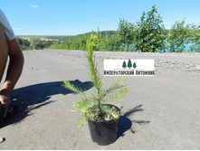 ����������� ����������� 10-20 �� �1-80�