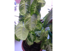 ���������