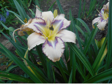 �������� �������� 100 ���.