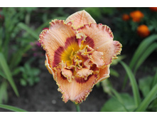 �������� �����.JPG