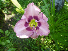 ����������� 101.jpg �������� 50�.